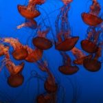 光屁股美女 50kia